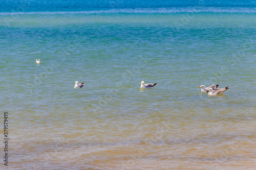 Flock of seagulls swimming in the Black sea