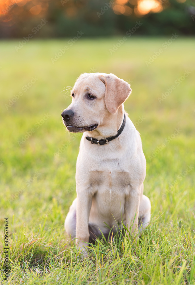 Yellow Labrador dog sitting in the park