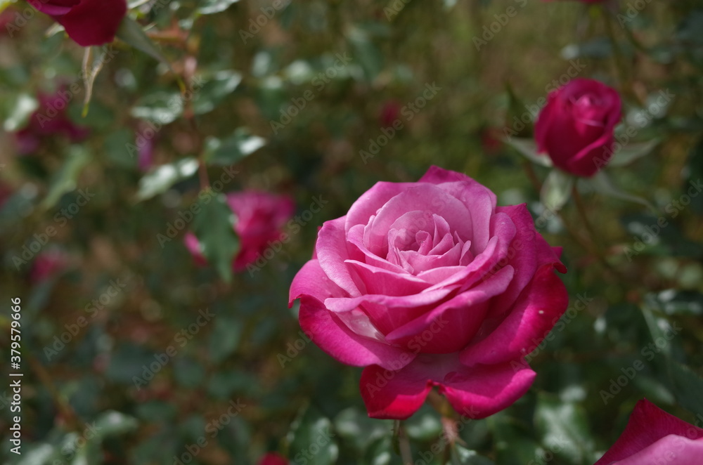 Light Purple Flower of Rose 'Wild Plum' in Full Bloom
Light Purple Flower of Rose 'Wild Plum' in Full Bloom