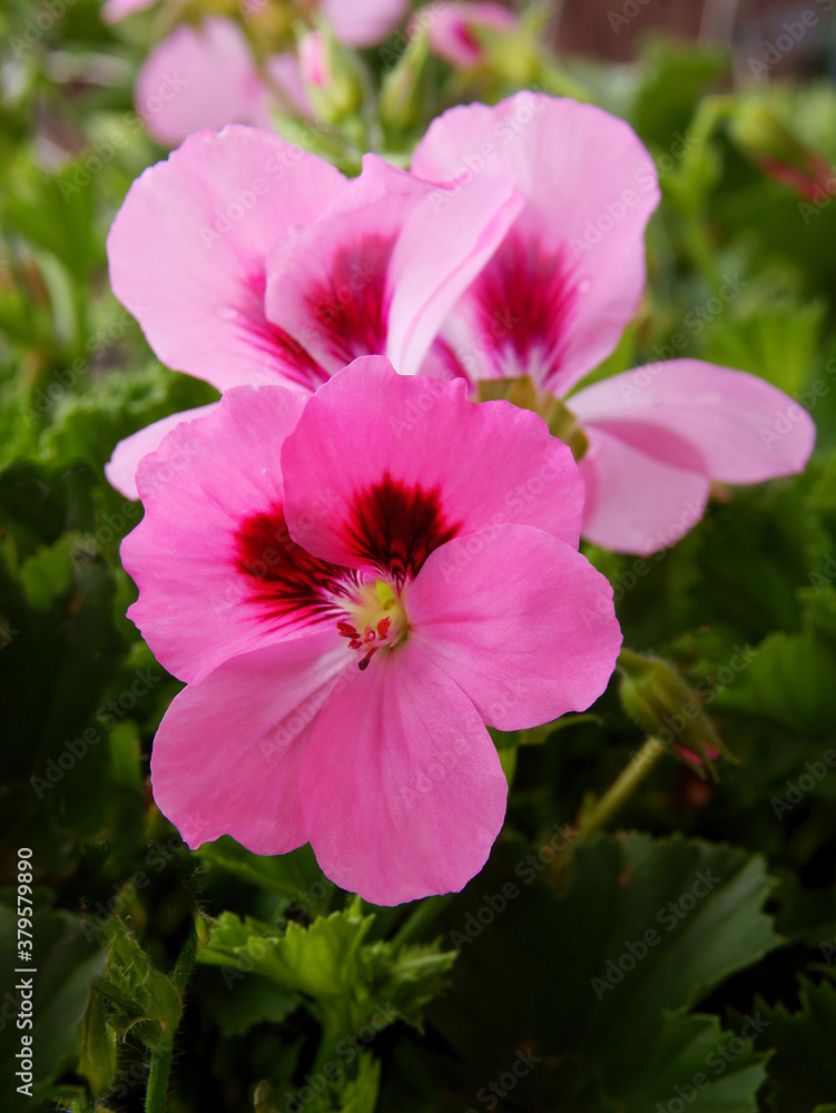 pretty pink and red flowers of geranium potted plant close up pretty pink and red flowers of geranium potted plant close up
