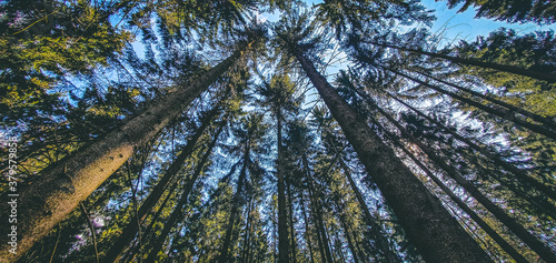 trees in the forest