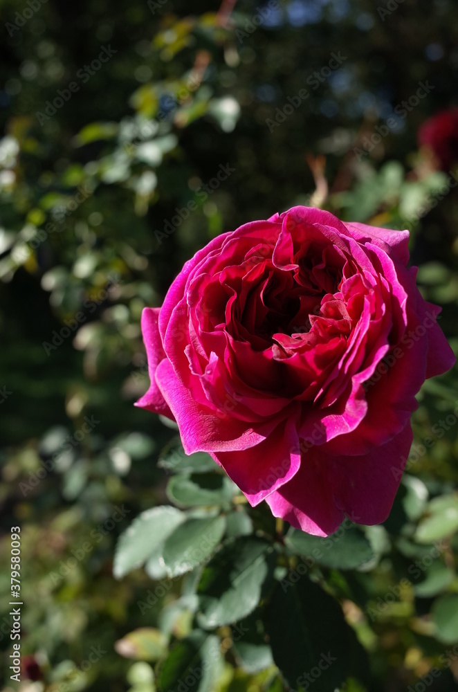 Red Flower of Rose 'William Shakespeare 2000' in Full Bloom
Red Flower of Rose 'William Shakespeare 2000' in Full Bloom