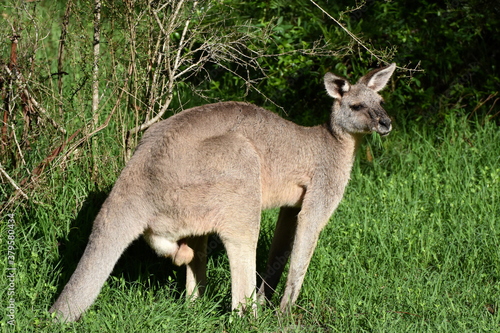 Eastern grey kangaroo near Blue Mounitans National Park, Australia Eastern grey kangaroo near Blue Mounitans National Park, Australia