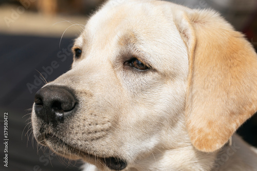 Cute Labrador retriever puppy  head shot portrait in outdoor