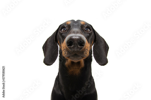 Close-up serious dachshund puppy dog. Isolated on white background.