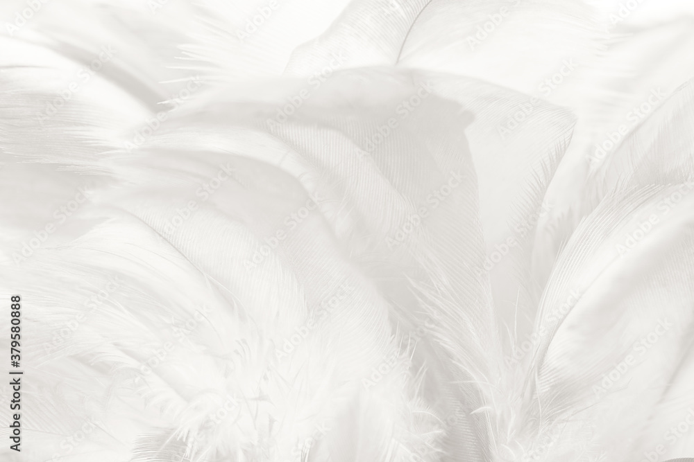 Obraz premium white feather wooly pattern texture background