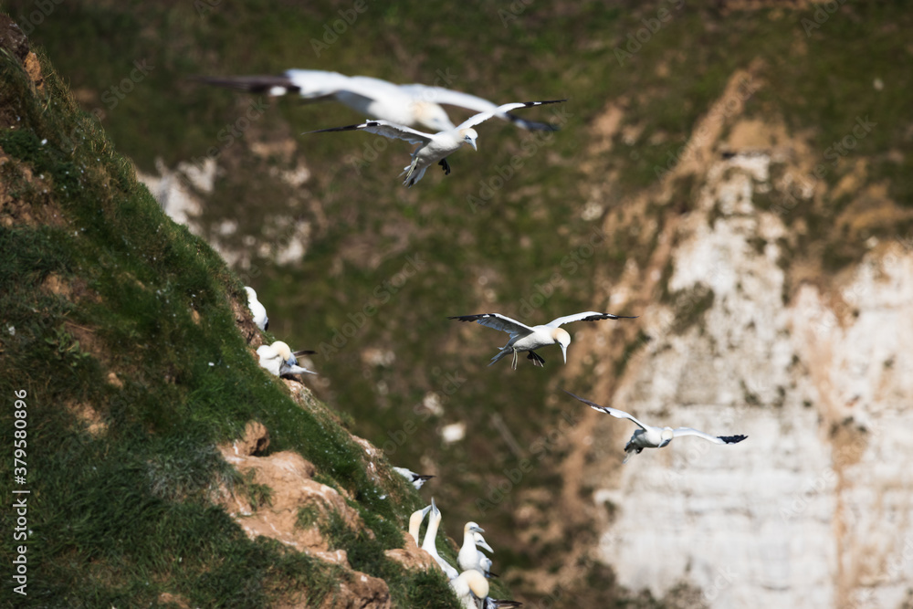 Northern gannets in flight as they pass a colony Northern gannets in flight as they pass a colony