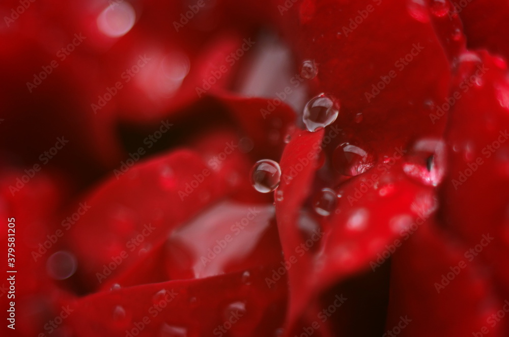Detail of a red rose on a dark, reflective surface. The petals have droplets. Detail of a red rose on a dark, reflective surface. The petals have droplets.