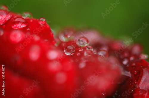 Detail of a red rose on a dark, reflective surface. The petals have droplets.