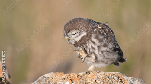 Little owl Athene noctua stands on a stone with her paw raise