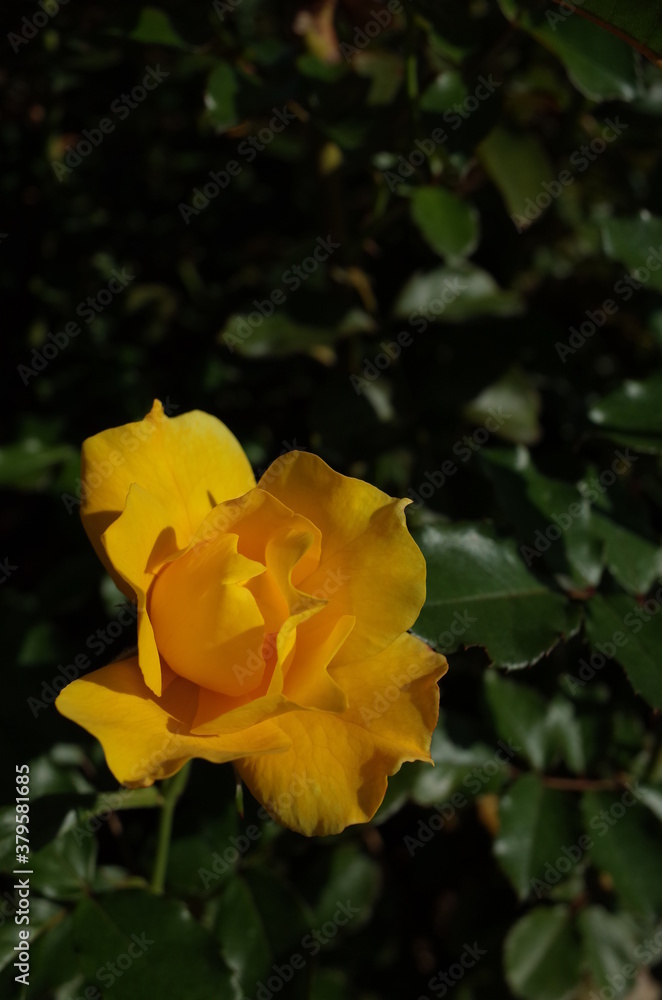 Yellow Flower of Rose 'Yellow Simplicity' in Full Bloom
Yellow Flower of Rose 'Yellow Simplicity' in Full Bloom