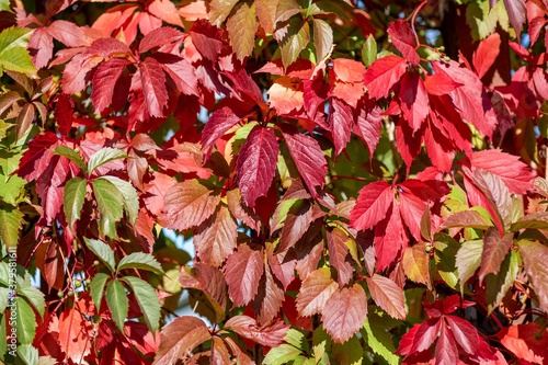 Beautiful autumn red tree leaves, wild grapes leaves. Autumnal leaves