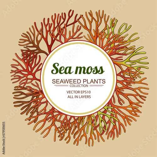 sea moss frame