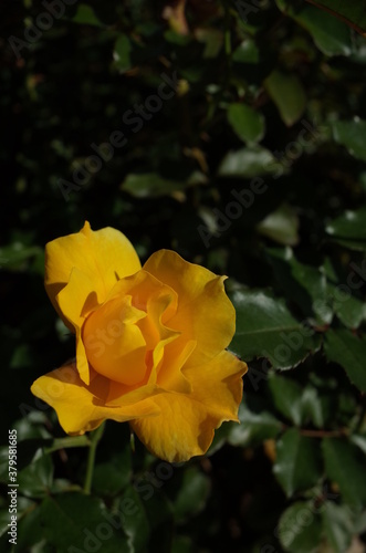 Yellow Flower of Rose  Yellow Simplicity  in Full Bloom 