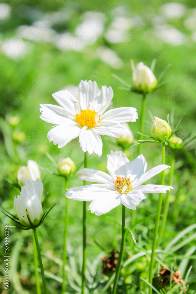 daisy in the grass daisy in the grass