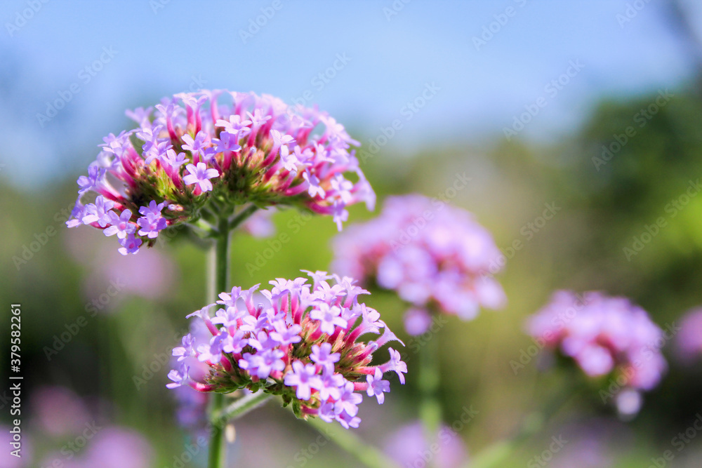 flowers in spring flowers in spring