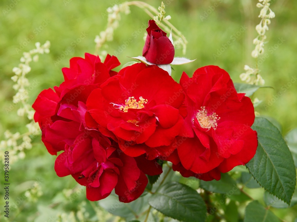 Fototapeta premium pretty red roses in a garden close up