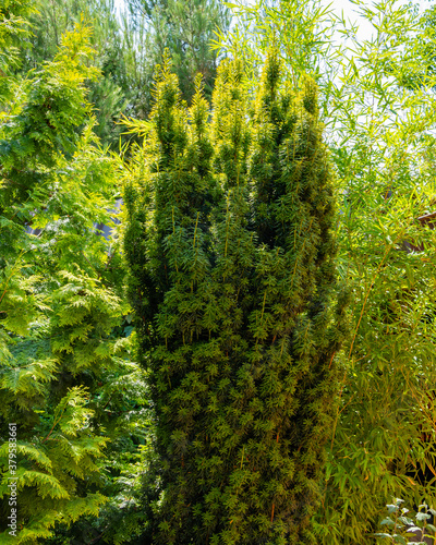 Tall yew bush Taxus baccata Fastigiata Aurea (English yew, European yew) on a blurred background of green evergreens. Selective focus. Evergreen landscaped garden. Nature concept for design. © AlexanderDenisenko
