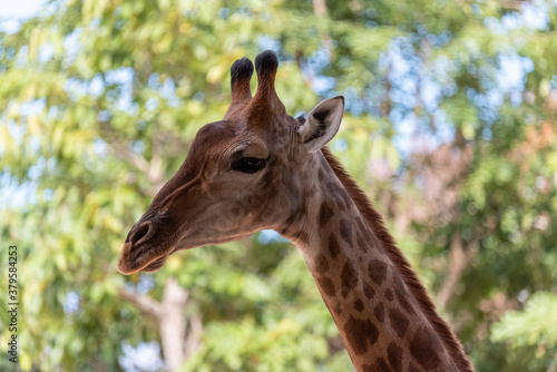 Giraffe animal face with funny emotion with high tree bokeh background. © behindlens