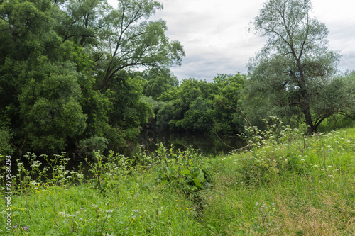 Tall trees along the banks, burdocks in the foreground. The Protva River in Russia in the middle of summer, a great place for tourism.