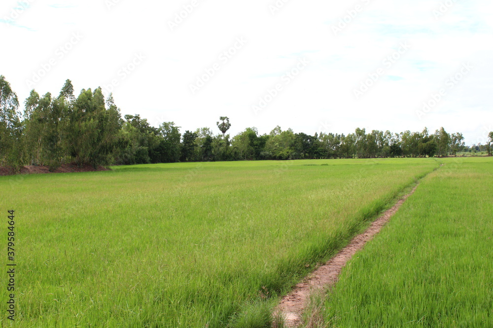 Fototapeta premium field and blue sky