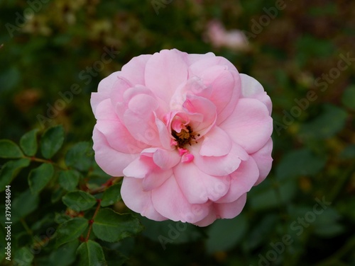 pretty pink rose in a garden close up