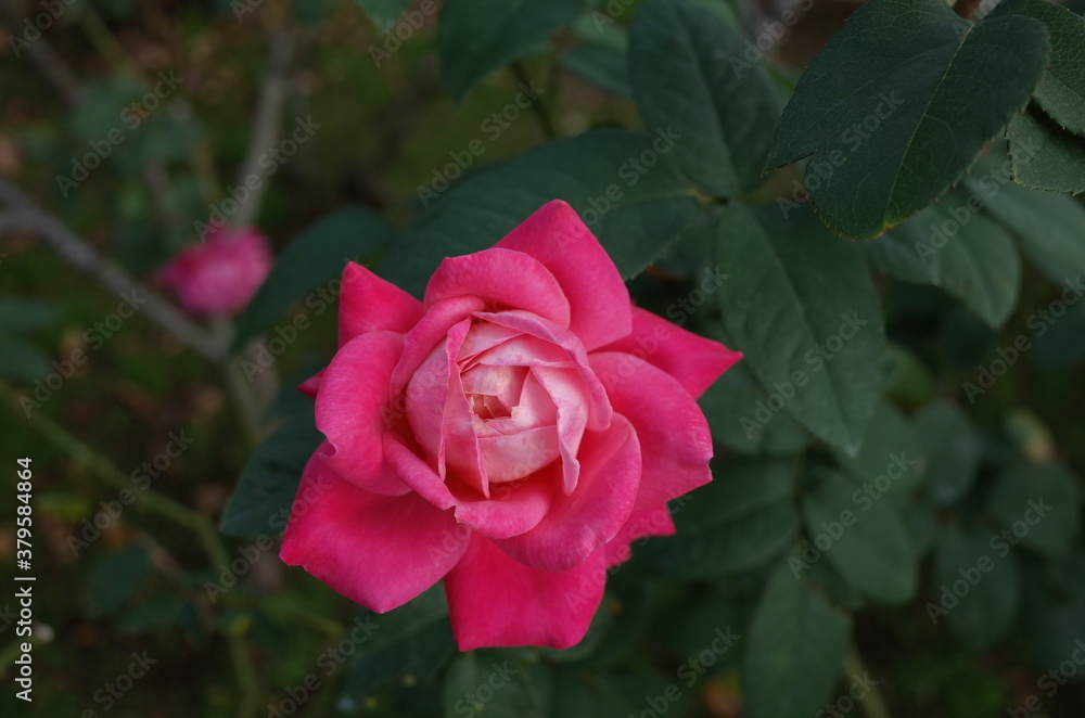 Light Pink Flower of Rose 'Yuzen' in Full Bloom
Light Pink Flower of Rose 'Yuzen' in Full Bloom