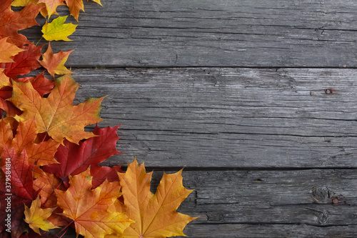 Fall maple leaves on grunge wooden boards. Copy space, side border. Autumn, nature, season, decoration concept