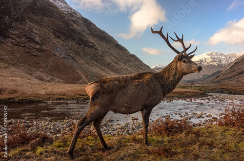 The Red Deer Stag in auto, Glencoe, west Highlands