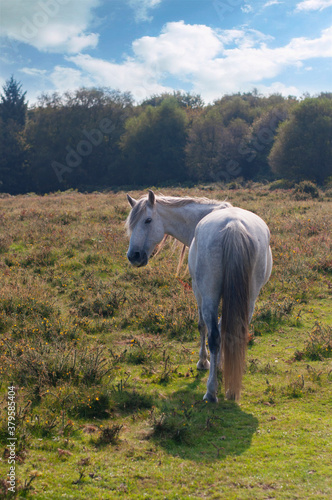 Wild pony in Quantock Hills AONB photo