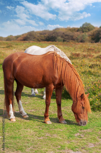 Wild pony in Quantock Hills AONB © baarisa