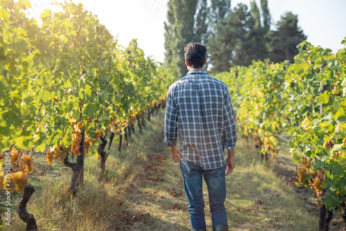 A happy successful farmer or winemaker is walking in the middle of vine branches rows and checking grapes before picking during wine harvest season in vineyard for further high quality wine production