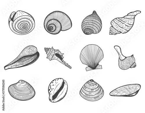 A set of empty seashells. The sketch shells of molluscs, shellfish, mussels, Nautilus. The engraved drawing is hand drawn. Doodle style. Black and white illustration isolated on a white background.
