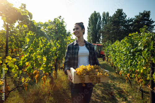 Tableau sur toile A happy successful female farmer or winemaker is walking in the middle of vine b