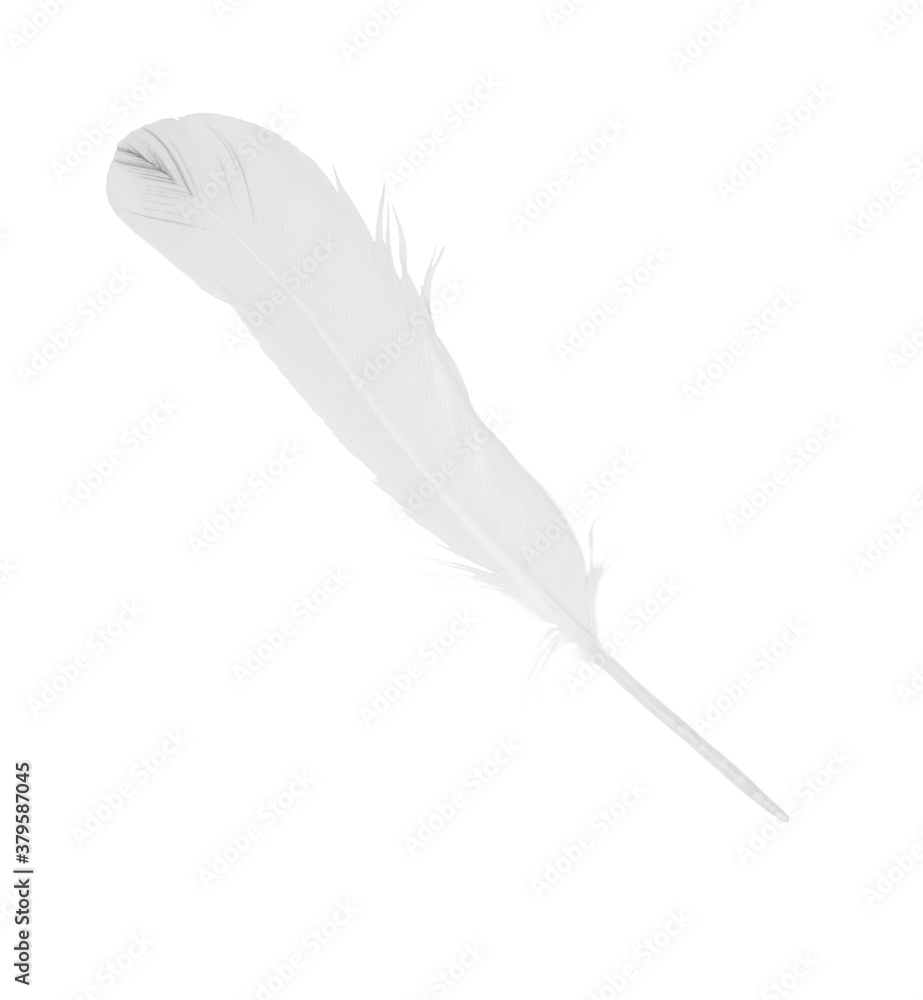 sketching white feather isolated on white background sketching white feather isolated on white background