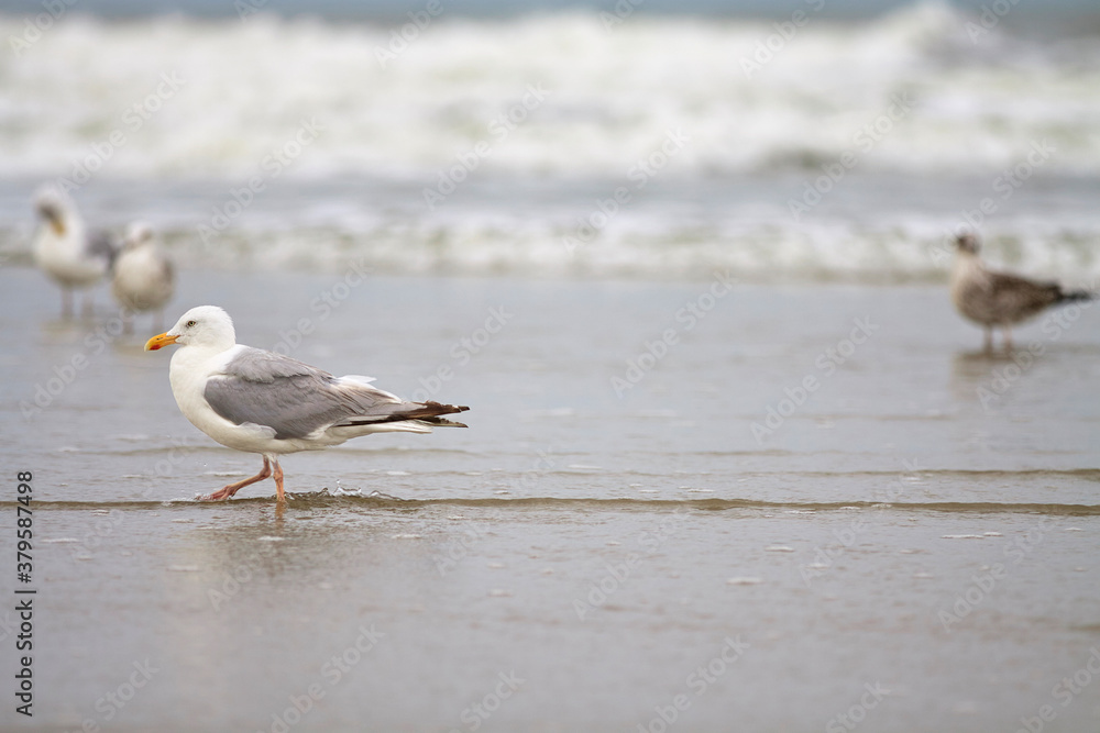 Seagull walking on beach, background oceon and other seagulls, depth of field, space Seagull walking on beach, background oceon and other seagulls, depth of field, space