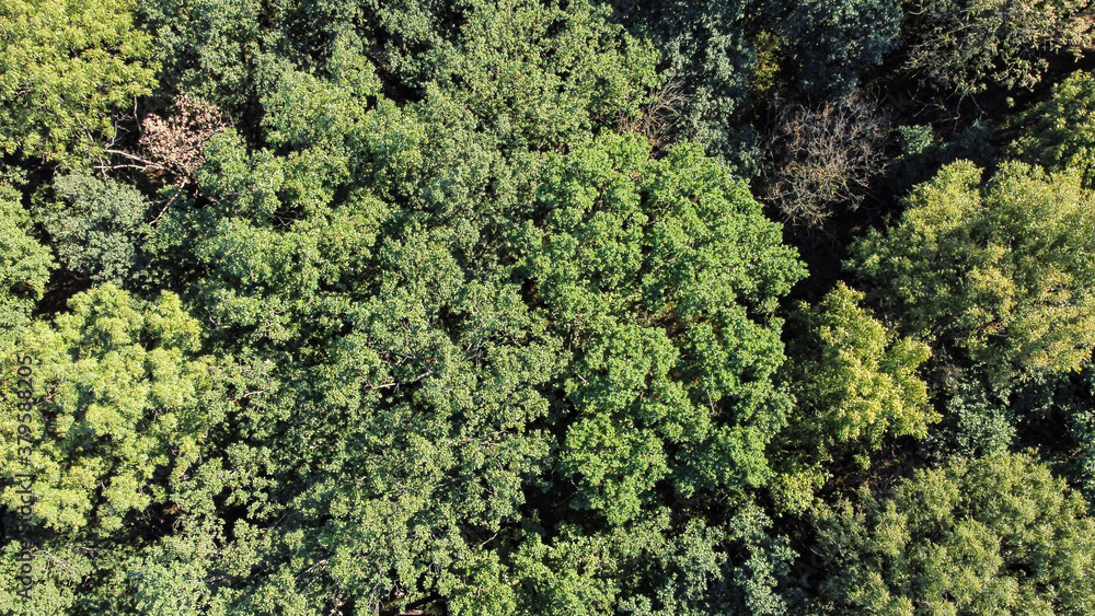 Bird's eye view of green forest with a lot of trees