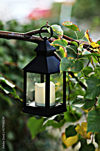 lantern on the tree