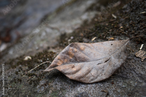 Dry leaf on ground.