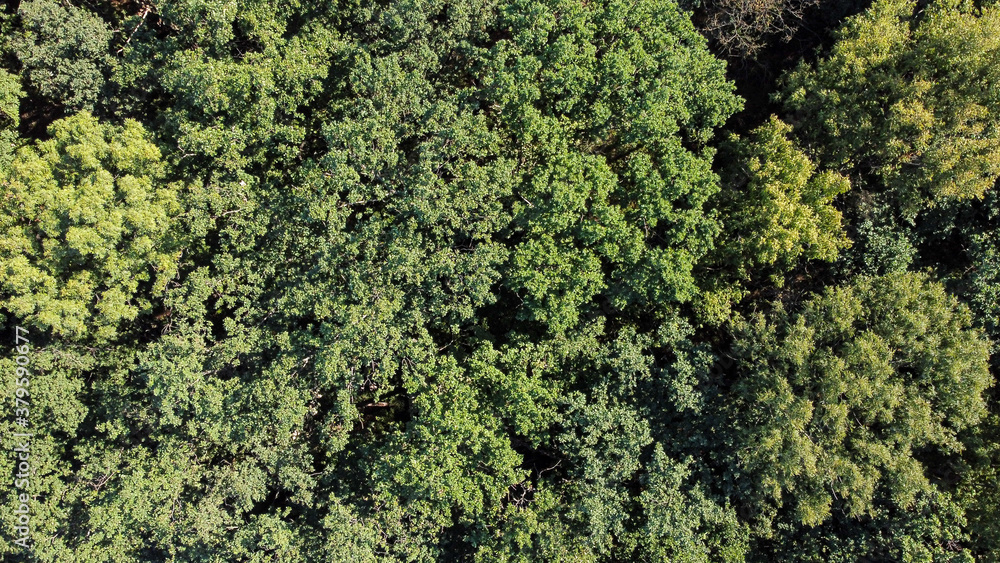 Bird's eye view of green forest with a lot of trees