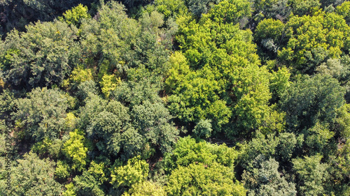 beautiful green trees in a dense deciduous forest  aerial view