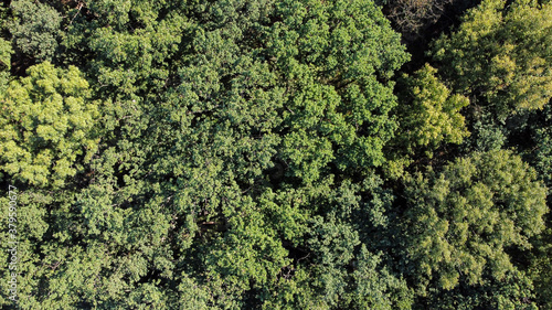 Bird's eye view of green forest with a lot of trees