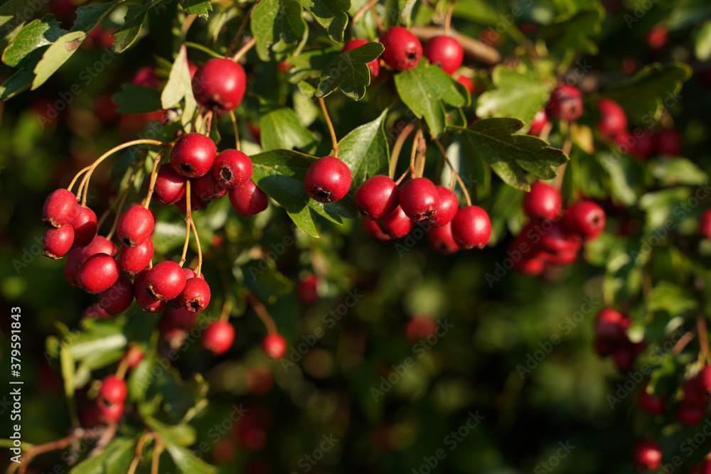 Weißdorn mit roten Früchten im Herbst Weißdorn mit roten Früchten im Herbst