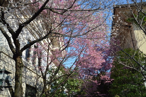 Wallpaper Mural 満開のサクラ（靖国神社）
 Torontodigital.ca