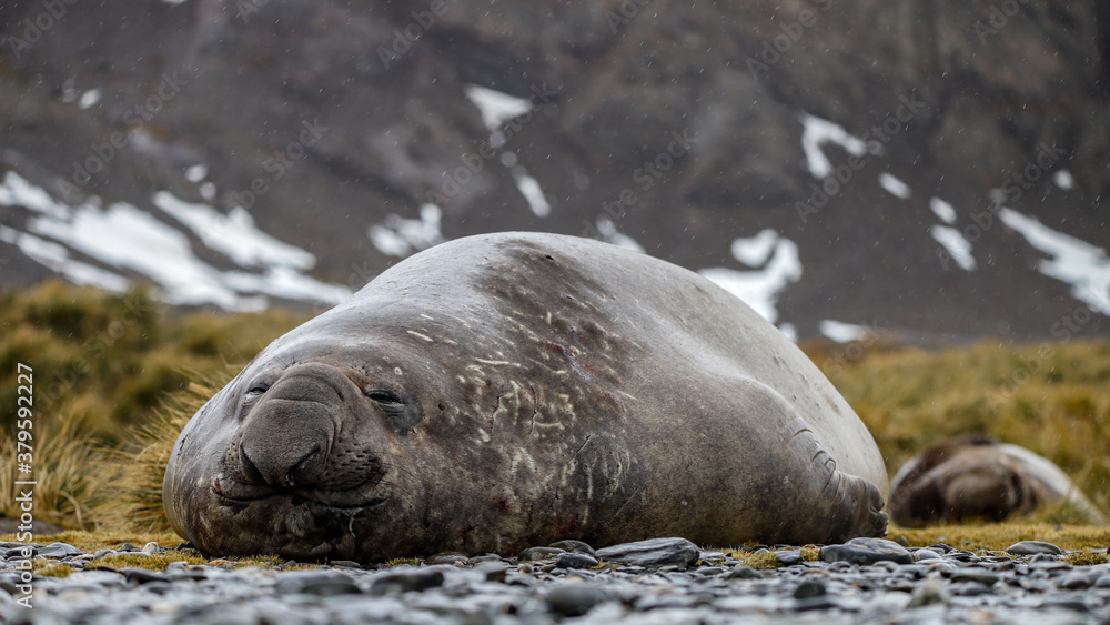 Naklejka premium Sleeping Male Elephant Seal, South Georgia.