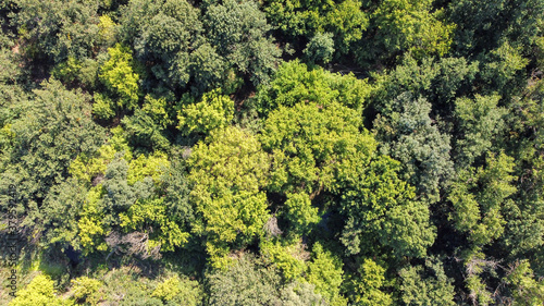 beautiful green trees in a dense deciduous forest, aerial view
