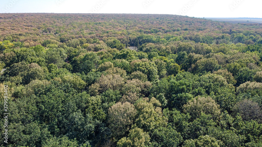 beautiful green trees in a dense deciduous forest, aerial view beautiful green trees in a dense deciduous forest, aerial view