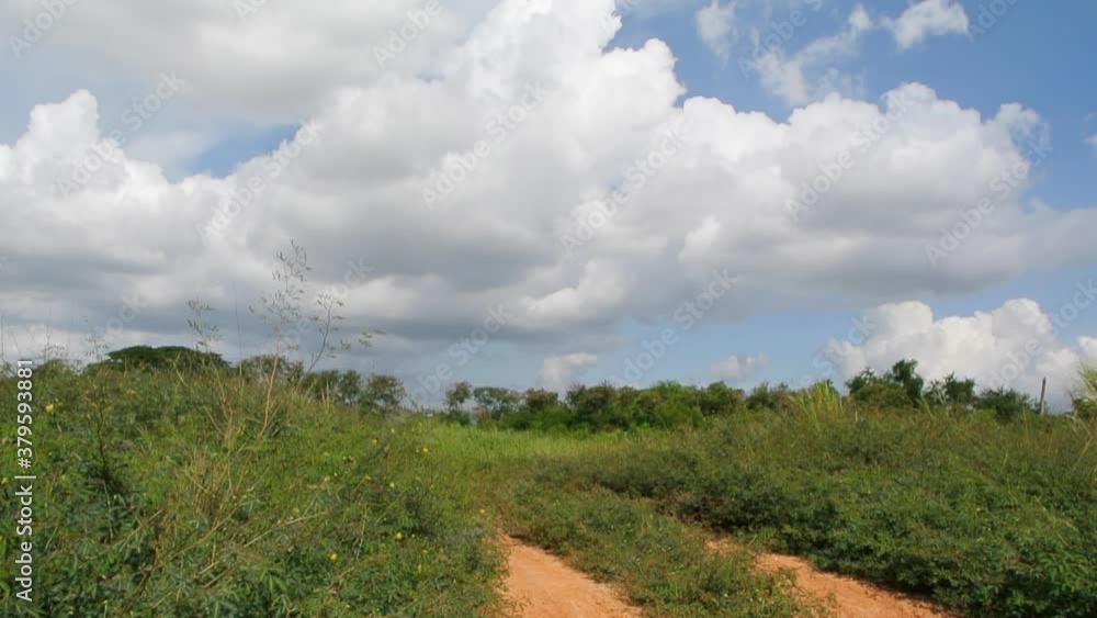 Giant mimosa plant field with clouds and sky background Giant mimosa plant field with clouds and sky background