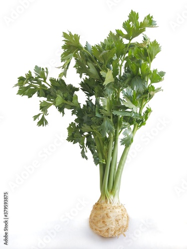 whole plant of root celery vegetable close up