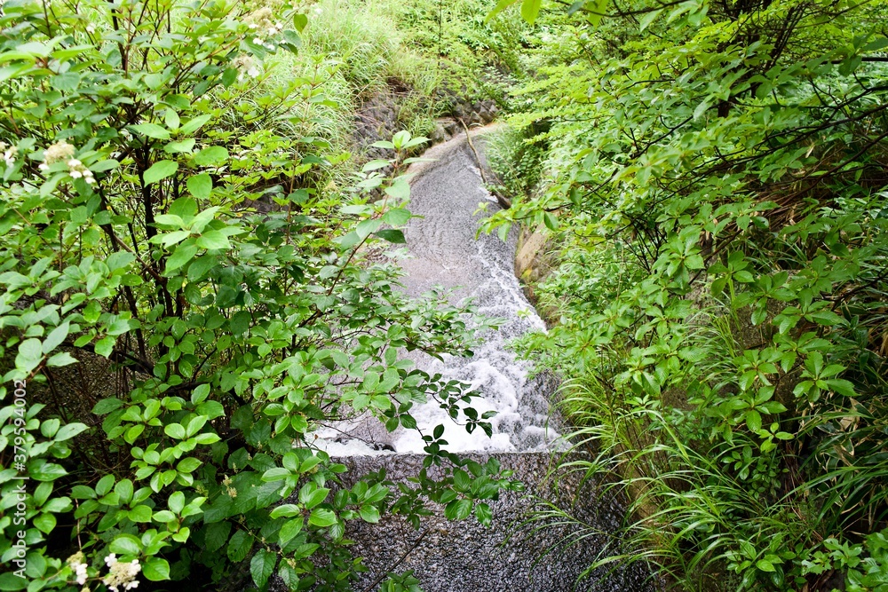 The Japanese river with green trees in Tochigi. The Japanese river with green trees in Tochigi.